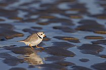 Biosphoto | 2608779 | Piping Plover (Charadrius melodus), Massachusetts, USA | &copy; Michael A. Milicia / imageBROKER / Biosphoto