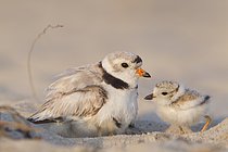 Biosphoto | 2608773 | Piping Plover : Sandy Point : Plum Island, MA | &copy; Michael A. Milicia / imageBROKER / Biosphoto