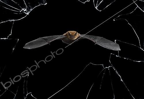Biosphoto | 2088758 | Pipistrelle commune (Pipistrellus pipistrellus) en vol à travers une vitre brisée, Espagne | &copy; Mario Cea Sanchez / Biosphoto