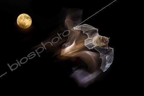 Biosphoto | 2421218 | Pipistrelle commune (Pipistrellus pipistrellus) en vol devant la lune, Espagne | &copy; Mario Cea Sanchez / Biosphoto