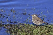 Biosphoto | 2583797 | Pipit spioncelle (Anthus spinoletta) on the ground in a marsh, France | &copy; Emile Barbelette / Biosphoto
