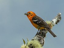 Biosphoto | 2518787 | Piranga à dos rayé (Piranga bidentata) mangeant sur une branche, Chiriqui, Panama | &copy; Ignacio Yufera / Biosphoto