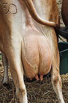 Biosphoto | 2587993 | Pis d'une vache laitière Jersiaise, race bovine anglo-normande, Comice agricole, Sarthe, France | &copy; Michel Gile / Biosphoto