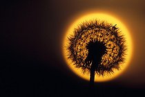 Biosphoto | 81534 | Pissenlit photographié sur le disque du soleil couchant  | &copy; Florent Cardinaux  / Biosphoto