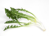 Biosphoto | 1441899 | Pissenlits sur fond blanc | &copy; Gérard Lacz / Biosphoto