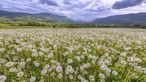 Biosphoto | 2425956 | Pissenlits (Taraxacum officinale) en pleine fructification dans une prairie sous un ciel d'orage, Seyssel, Haute-Savoie, France | &copy; Jean-Philippe Delobelle / Biosphoto