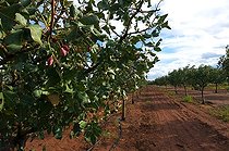 Biosphoto | 1250073 | Pistache tree in an orchard New Mexico USA | &copy; Daniel Heuclin / Biosphoto