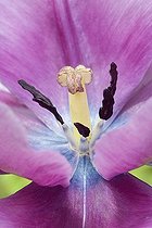 Biosphoto | 76192 | Pistil et étamine d'une tulipe mauve France | &copy; Claudius Thiriet / Biosphoto