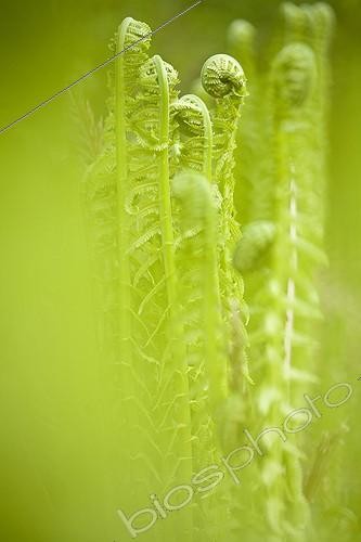 Biosphoto | 467697 | Pistol grips of Lady Ferns developing at spring Norway | &copy; David Allemand / Biosphoto