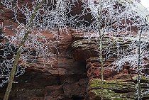Biosphoto | 2459115 | Piton rocheux ruiniforme de grès rouge en hiver, Parc naturel régional des Vosges du Nord, France | &copy; Michel Rauch / Biosphoto