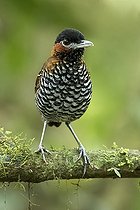 Biosphoto | 2570494 | Pittasome à tête noire (Pittasoma michleri) mâle, Panama | &copy; Glenn Bartley / BIA / Biosphoto