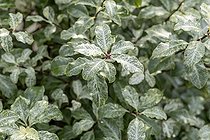 Biosphoto | 2552479 | Pittosporum à petites feuilles (Pittosporum tenuifolium) 'Irene Patterson' | &copy; Marie Aymerez / Biosphoto