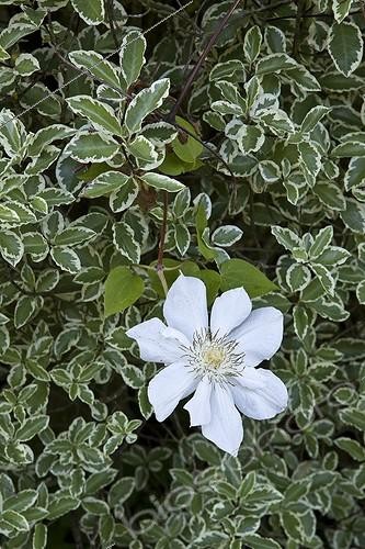 Biosphoto | 1604354 | Pittosporum and Clematis 'Mme Lecoultre' in a garden | &copy; Gilles Le Scanff & Joëlle-Caroline Mayer / Biosphoto