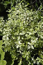 Biosphoto | 444909 | PITTOSPORUM TENUIFOLIUM 'IRENE PATTERSON' | &copy; DIGIT images / Biosphoto