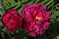 Biosphoto | 2171879 | Pivoine de Chine 'Kansas' en fleur dans un jardin | &copy; Flowerphotos / Biosphoto