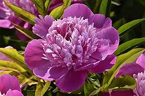Biosphoto | 2036398 | Pivoine de Chine 'Mme Furtado' en fleur dans un jardin | &copy; Jean-Yves Grospas / Biosphoto