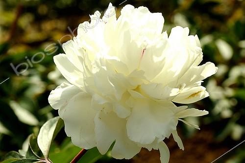 Biosphoto | 2026917 | Pivoine 'Madame Emile Lemoine' en fleur dans un jardin  ; (Obtention Lemoine 1893) | &copy; Claude Thouvenin / Biosphoto