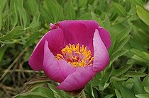 Biosphoto | 1233471 | Pivoine officinale dans la Drôme France | &copy; Claude Thouvenin / Biosphoto