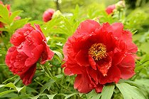 Biosphoto | 1233420 | Pivoines arbustives 'Tayio' au Jardin des Cotons en Alsace | &copy; Claude Thouvenin / Biosphoto