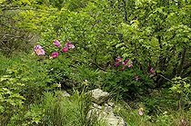 Biosphoto | 1233467 | Pivoines officinales dans la Drôme France | &copy; Claude Thouvenin / Biosphoto