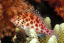 Biosphoto | 981116 | Pixy Hawkfish, Ras Mohammed, Sinai, Red Sea, Egypt | &copy; Borut Furlan / WaterFrame / Biosphoto