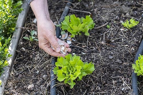 Biosphoto | 2450731 | Placement of broken eggshells around salads to prevent slugs in summer, Pas de Calais, France | &copy; Yann Avril / Biosphoto