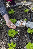 Biosphoto | 2450733 | Placement of broken eggshells around salads to prevent slugs in summer, Pas de Calais, France | &copy; Yann Avril / Biosphoto