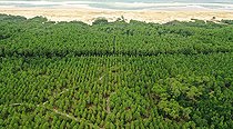Biosphoto | 2588282 | Plage des Landes and state-owned forest of the southern dunes, commune of Seignosse, Nouvelle Aquitaine, France | &copy; Christophe Perelle / Biosphoto