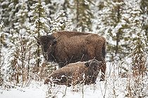 Biosphoto | 2546214 | Plains bison (Bison bison) in the snow in the spring, the record amount of snow brings them out of the forest to the road. Near Delta Junction, Alaska, USA | &copy; Robert Valarcher / Biosphoto