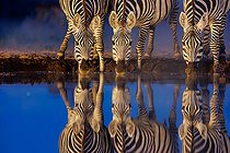 Biosphoto | 2591083 | Plains Zebra, or Burchell's Zebra (Equus quagga syn. Equus burchellii), Group drinking from a pond, at night, Shompole wilderness, Shompole Community, Kenya, East Africa, Africa | &copy; Sylvain Cordier / Biosphoto