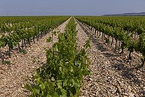 Biosphoto | 2420579 | Plan de Dieu (Côtes-du-Rhône villages), Rhone Valley, Vaucluse, France. | &copy; Michel Gunther / Biosphoto