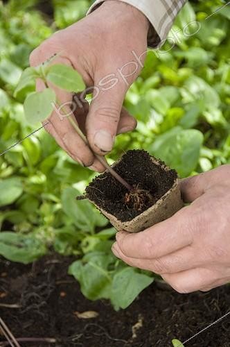 Biosphoto | 813774 | Plan out of a spotted snapweed | &copy; Alexandre Petzold / Biosphoto