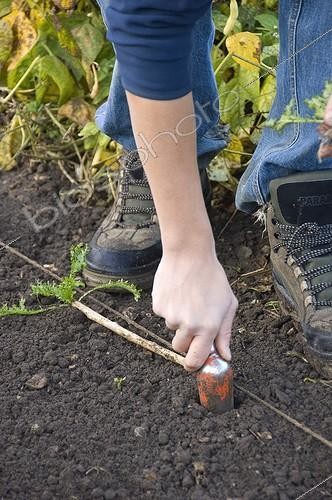 Biosphoto | 1256445 | Plan out of chicories in a kitchen garden | &copy; Alexandre Petzold / Biosphoto