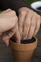 Biosphoto | 527171 | Plan out of gentian sage in flower bucket on a terrace | &copy; NouN / Biosphoto