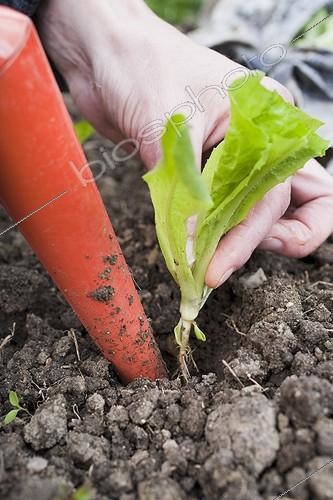 Biosphoto | 912124 | Planing out of a chicory 'Cornet d'Anjou' in a garden | &copy; NouN / Biosphoto