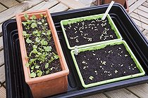 Biosphoto | 911674 | Planing out of pansies in a garden | &copy; NouN / Biosphoto