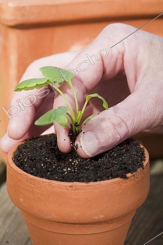 Biosphoto | 911677 | Planing out of pansies in a garden | &copy; NouN / Biosphoto