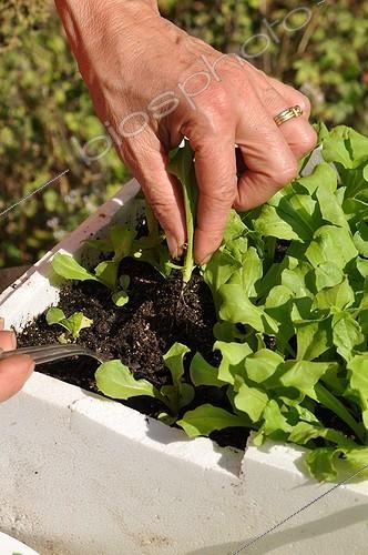 Biosphoto | 2013948 | Planning out chicory scarole in a kitchen garden | &copy; Serge Lapouge / Biosphoto