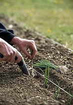 Biosphoto | 1600993 | Planning out of leeks in a kitchen garden | &copy; Gilles Le Scanff & Joëlle-Caroline Mayer / Biosphoto