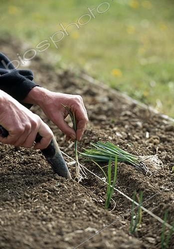 Biosphoto | 1600993 | Planning out of leeks in a kitchen garden | &copy; Gilles Le Scanff & Joëlle-Caroline Mayer / Biosphoto