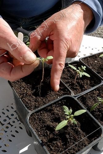 Biosphoto | 1499812 | Planning out of tomato seedlings in a garden | &copy; Lamontagne / Biosphoto