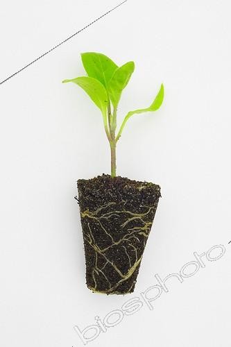 Biosphoto | 924721 | Plant d'aubergine en mini-motte ; Jeune plant d'aubergine élevé en mini-motte pour une meilleure reprise après repiquage. Travaux de printemps | &copy; Jean-Michel Groult / Biosphoto