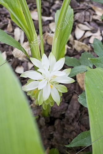 Biosphoto | 589849 | Plant de curcuma en fleurs | &copy; Claudius Thiriet / Biosphoto