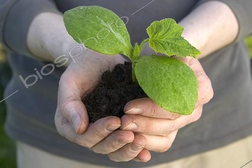 Biosphoto | 47592 | Plant de potimarron avant repiquage au potager en avril  | &copy; Jean-Michel Groult / Biosphoto
