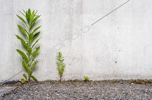 Biosphoto | 2492253 | Plant growing in the interstices of the bitumen on a sidewalk in Villeurbanne, Métropole de Lyon, France | &copy; Antoine Boureau / Biosphoto