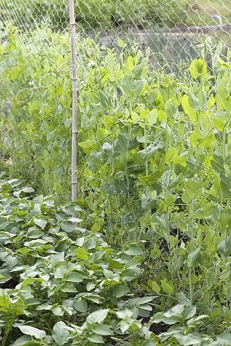 Biosphoto | 1752921 | Plant partners in an organic kitchen garden | &copy; Annick Maroussy / Biosphoto