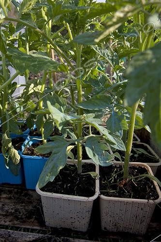 Biosphoto | 1313735 | Plant tomatoes in the garden before planting Provence | &copy; Michel Gunther / Biosphoto