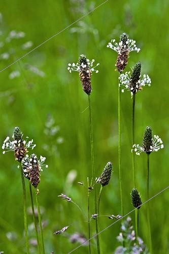 Biosphoto | 1514646 | Plantain lancéolé en fleur | &copy; Antoni Agelet / Biosphoto