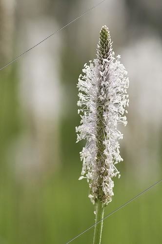 Biosphoto | 1778595 | Plantain ; Plantago lanceolata | &copy; Paul Tomlins / Flowerphotos / Biosphoto