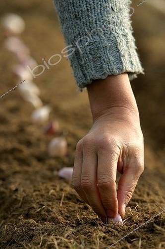 Biosphoto | 83689 | Plantation d'ail  Rose de Lautrec   | &copy; Hervé Lenain / Biosphoto
